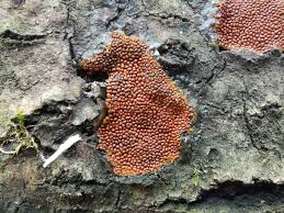 Attēlu rezultāti vaicājumam “Amaurochaete atra spores”