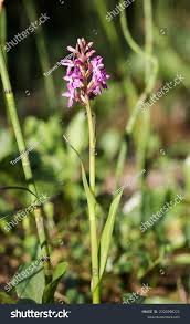 Attēlu rezultāti vaicājumam “Dactylorhiza russowii leaf”