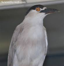 Attēlu rezultāti vaicājumam “Nycticorax nycticorax adult”
