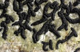 Attēlu rezultāti vaicājumam “Opegrapha rufescens”