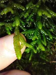 Attēlu rezultāti vaicājumam “Porella cordaeana”