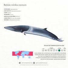 Image result for Balaenoptera acutorostrata