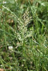 Attēlu rezultāti vaicājumam “Trisetum flavescens”