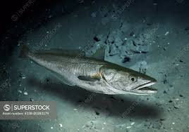 Image result for Merluccius merluccius