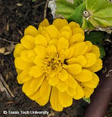 Image result for Zinnia violacea