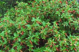 Image result for Cuphea ignea