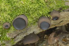 Attēlu rezultāti vaicājumam “Bulgaria inquinans”