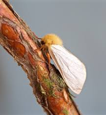 Attēlu rezultāti vaicājumam “Hepialus humuli male”