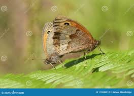 Attēlu rezultāti vaicājumam “Maniola jurtina male”