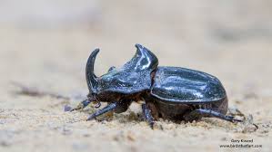 Attēlu rezultāti vaicājumam “Oryctes nasicornis”