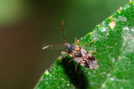 Attēlu rezultāti vaicājumam “Scolopostethus thomsoni”