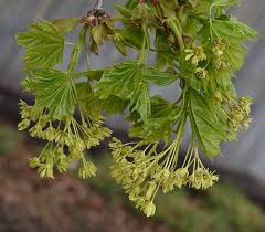 Attēlu rezultāti vaicājumam “Acer platanoides flower”