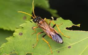 Attēlu rezultāti vaicājumam “Tenthredo campestris”