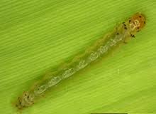 Attēlu rezultāti vaicājumam “Orthosia miniosa larva”