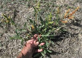 Attēlu rezultāti vaicājumam “Rumex”