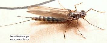 Attēlu rezultāti vaicājumam “Siphlonurus male”