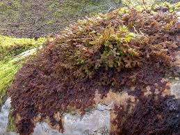 Attēlu rezultāti vaicājumam “Frullania tamarisci”