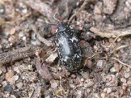 Attēlu rezultāti vaicājumam “Megatoma undata”