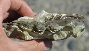 Attēlu rezultāti vaicājumam “Megalaria grossa”