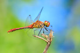 Attēlu rezultāti vaicājumam “Sympetrum sanguineum male”