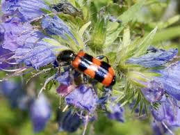 Attēlu rezultāti vaicājumam “Trichodes apiarius”