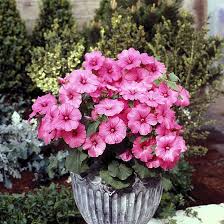 Image result for Lavatera trimestris