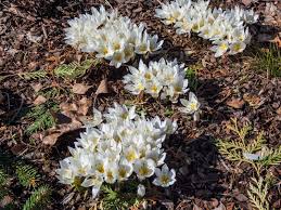 Attēlu rezultāti vaicājumam “Colchicum szovitsii subsp. szovitsii”