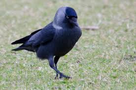 Attēlu rezultāti vaicājumam “Corvus monedula adult”