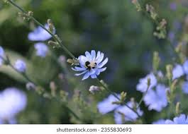 Image result for Zichorie