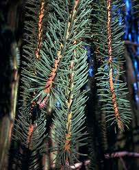 Attēlu rezultāti vaicājumam “Picea abies fo. virgata fruit”
