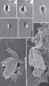 Attēlu rezultāti vaicājumam “Symphytocarpus impexus”