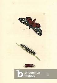 Attēlu rezultāti vaicājumam “Callimorpha dominula larva”