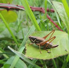 Attēlu rezultāti vaicājumam “Metrioptera roeselii”
