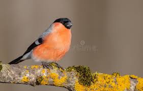 Attēlu rezultāti vaicājumam “Pyrrhula pyrrhula male”