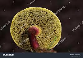 Attēlu rezultāti vaicājumam “Xerocomus pruinatus”