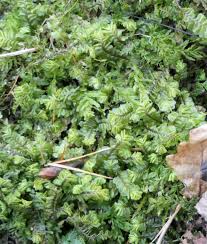 Attēlu rezultāti vaicājumam “Plagiochila porelloides sporophyte”