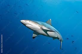 Image result for Carcharhinus amblyrhynchos