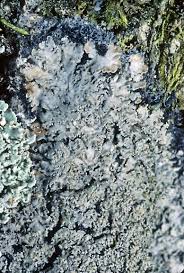 Attēlu rezultāti vaicājumam “Parmeliella triptophylla”