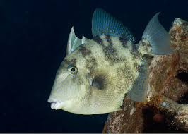 Image result for Balistes capriscus