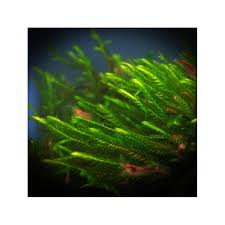 Attēlu rezultāti vaicājumam “Fontinalis antipyretica subsp. gracilis”