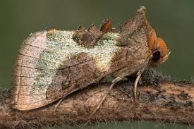 Attēlu rezultāti vaicājumam “Diachrysia tutti”