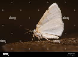 Attēlu rezultāti vaicājumam “Lomographa bimaculata”