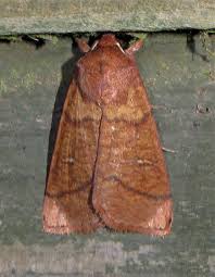 Attēlu rezultāti vaicājumam “Mythimna turca”