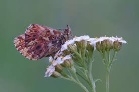 Attēlu rezultāti vaicājumam “Boloria titania underside”