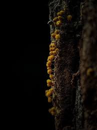 Attēlu rezultāti vaicājumam “Hemitrichia calyculata stalked”