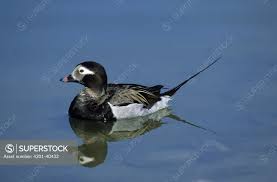 Attēlu rezultāti vaicājumam “Clangula hyemalis male”