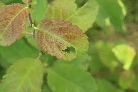 Attēlu rezultāti vaicājumam “Phyllopertha horticola imago”