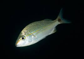 Image result for Haemulon aurolineatum