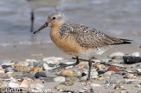 Attēlu rezultāti vaicājumam “Calidris canutus adult”