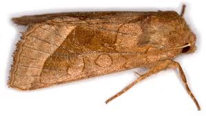 Attēlu rezultāti vaicājumam “Hydraecia micacea”